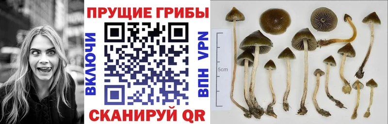 сколько стоит  Славянск-на-Кубани  Галлюциногенные грибы Psilocybe 